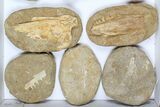 Flat: Cretaceous Marine Vertebrate Fossils - Pieces #96110-2